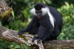 Gueréza ruwenzorská (Colobus algolensis ruwenzorii), Rwanda