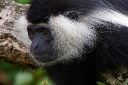 Gueréza ruwenzorská (Colobus algolensis ruwenzorii), Rwanda