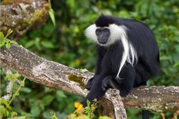 Gueréza ruwenzorská (Colobus algolensis ruwenzorii), Rwanda