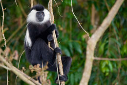 Gueréza ruwenzorská (Colobus algolensis ruwenzorii), Rwanda