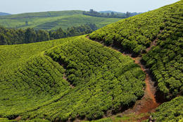 Čajové plantáže Rwanda