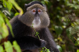 Kočkodan zlatý (Cercopithecus kandti), národní park Volcanos, Rwanda
