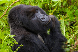 Horská gorila, Rwanda