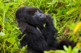 Horská gorila, Rwanda