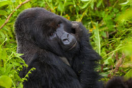 Horská gorila, Rwanda