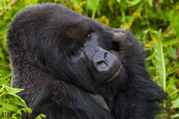 Horská gorila, Rwanda