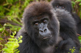 Horská gorila, Rwanda