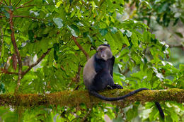 Kočkodan diadémový (Cercopithecus mitis), národní park Nyungwe Forest, Rwanda