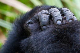 Gorila východní, prsty (Gorilla beringei graueri), národní park Kahuzi-Biega, Jižní Kivu, D.R.Kongo