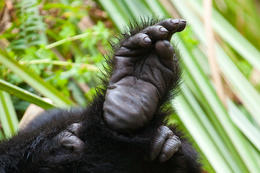 Gorila východní, chodidlo (Gorilla beringei graueri), národní park Kahuzi-Biega, Jižní Kivu, D.R.Kongo chodidlo