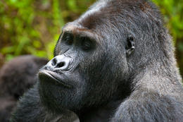 Gorila východní, samec (Gorilla beringei graueri), národní park Kahuzi-Biega, Jižní Kivu, D.R.Kongo