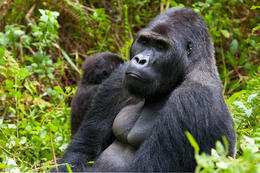 Gorila východní, samec (Gorilla beringei graueri), národní park Kahuzi-Biega, Jižní Kivu, D.R.Kongo