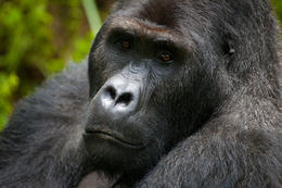 Gorila východní, samec (Gorilla beringei graueri), národní park Kahuzi-Biega, Jižní Kivu, D.R.Kongo