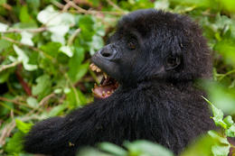 Gorila východní, (Gorilla beringei graueri), národní park Kahuzi-Biega, Jižní Kivu, D.R.Kongo