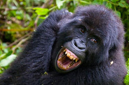 Gorila východní, (Gorilla beringei graueri), národní park Kahuzi-Biega, Jižní Kivu, D.R.Kongo