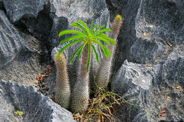 Tsingy de Bemarahas - Grands Tsingy, západní Madagaskar