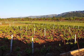 Starigradsko polje, ostrov Hvar