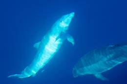 Lošinjská rezervace delfínů