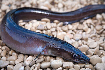 Rybolov (mořský úhoř) - apartmány Maslina, Hvar, Chorvatsko