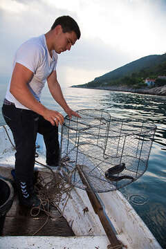 Rybolov - vytahování klecí - apartmány Maslina, Hvar, Chorvatsko