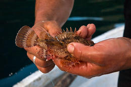 Rybolov - apartmány Maslina, Hvar, Chorvatsko