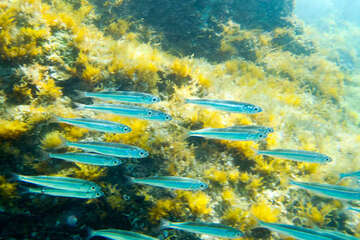 Potápění Chorvatsko