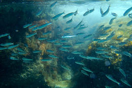 Potápění Chorvatsko