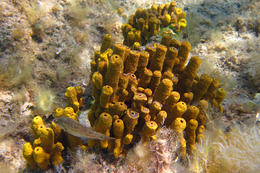 Šnorchlování v Chorvatsku - mořská houba, pláž Girenica, ostrov Pag