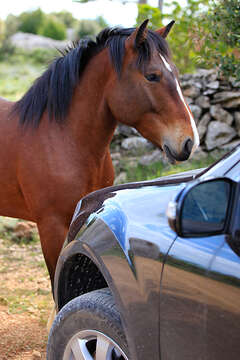 Hvar - divocí koně na Hvaru
