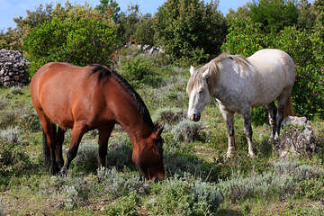 Hvar - divocí koně na Hvaru
