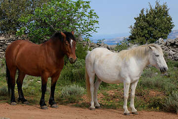 Hvar - divocí koně na Hvaru