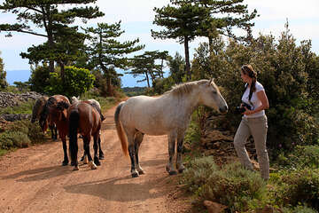 Hvar - divocí koně na Hvaru