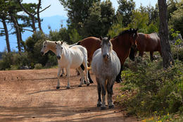 Hvar - divocí koně na Hvaru