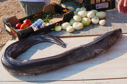 Úhoř (chorvatsky ugor)