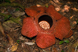 Raflésie, NP Gunung Gading, Sarawak, Borneo