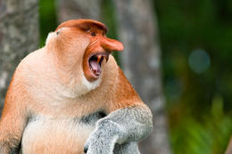 Kahau nosatý, Labuk Bay Proboscis Monkey Sanctuary, Sabah, Borneo