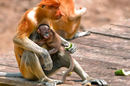 Kahau nosatý, Labuk Bay Proboscis Monkey Sanctuary, Sabah, Borneo