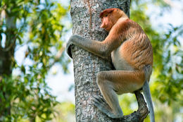 Kahau nosatý, Labuk Bay Proboscis Monkey Sanctuary, Sabah, Borneo