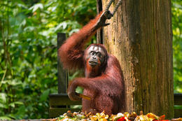 Orangutan bornejský, Borneo