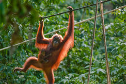 Orangutan bornejský, Borneo