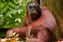 Orangutan bornejský, Borneo