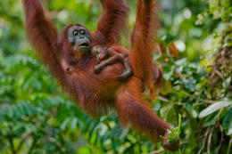 Orangutan bornejský, Borneo