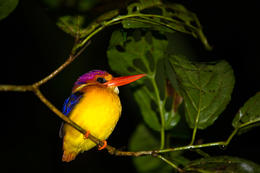 Ledňáček džunglový, NP Bako, Sarawak, Borneo