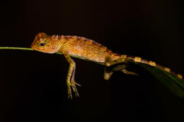 Agama, Danum Valley, Sabah, Borneo