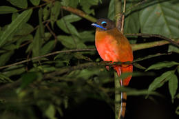 Trogon šarlatový, Danum Valley, Sabah, Borneo