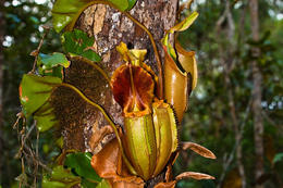 Láčkovka, Maliau Basin, Sabah, Borneo