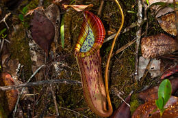 Láčkovka, Maliau Basin, Sabah, Borneo