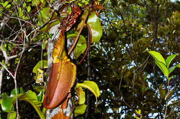 Láčkovka, Maliau Basin, Sabah, Borneo