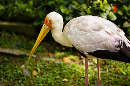 Nesyt, Bird Park, Kuala Lumpur