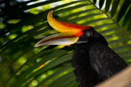 Dvojzoborožec velký, Bird Park, Kuala Lumpur